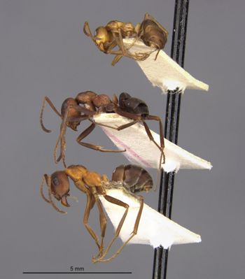 Media type: image;   Entomology 8885 Aspect: halb